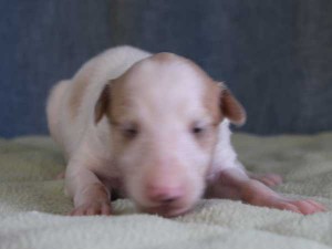 ボルゾイ子犬販売情報、女の子（メス）、ホワイト＆クリーム、2015年10月3日生れ、神奈川県ブリーダー、ID9211