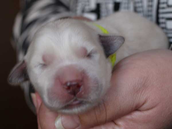 ゴールデンレトリーバー子犬販売、ゴールド、女の子（メス）、2015年10月24日生れ、千葉県ブリーダー、ID9257