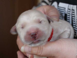 ゴールデンレトリーバー子犬販売、ゴールド、女の子（メス）、2015年10月24日生れ、千葉県ブリーダー、ID9258