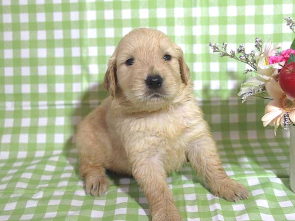 ゴールデンレトリーバー子犬販売、ゴールド、女の子（メス）、2015年10月24日生れ、千葉県ブリーダー、ID9256