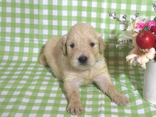 ゴールデンレトリーバー子犬販売、ゴールド、女の子（メス）、2015年10月24日生れ、千葉県ブリーダー、ID9260
