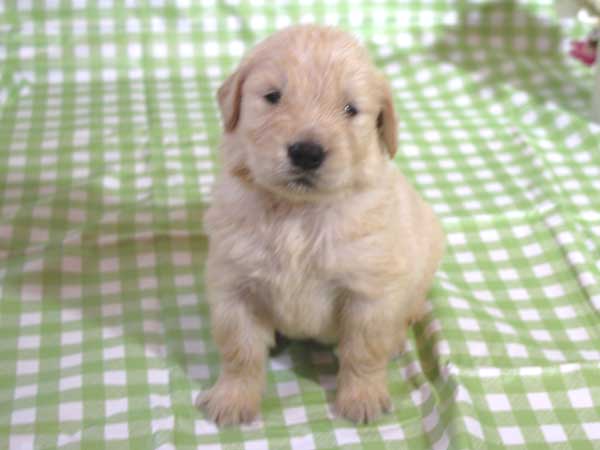 ゴールデンレトリーバー子犬販売、ゴールド、男の子（オス）、2015年10月24日生れ、千葉県ブリーダー、ID9261