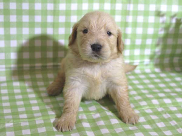 ゴールデンレトリーバー子犬販売、ゴールド、女の子（メス）、2015年10月24日生れ、千葉県ブリーダー、ID9259