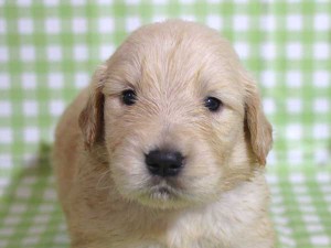 ゴールデンレトリーバー子犬販売、ゴールド、女の子（メス）、2015年10月24日生れ、千葉県ブリーダー、ID9259