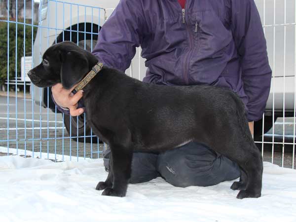 ラブラドールレトリーバー子犬販売、ブラック、女の子（メス）、2015年10月5日生れ、神奈川県ブリーダー、ID9161