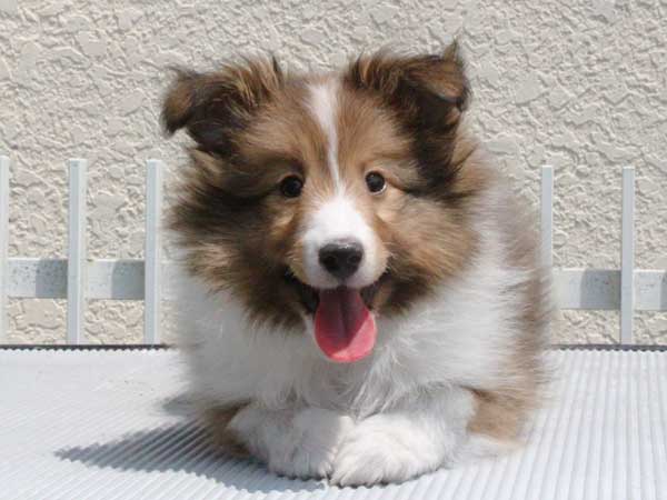 シェットランドシープドッグ子犬販売、女の子（メス）、セーブル＆ホワイト、2015年4月18日生れ、東京都ブリーダー、ID8696