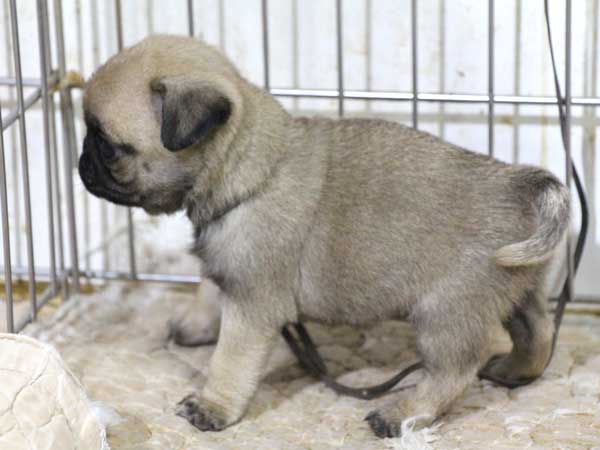 パグ子犬販売、フォーン、男の子（オス）、2015年12月2日産まれ、千葉県ブリーダー、ID9542
