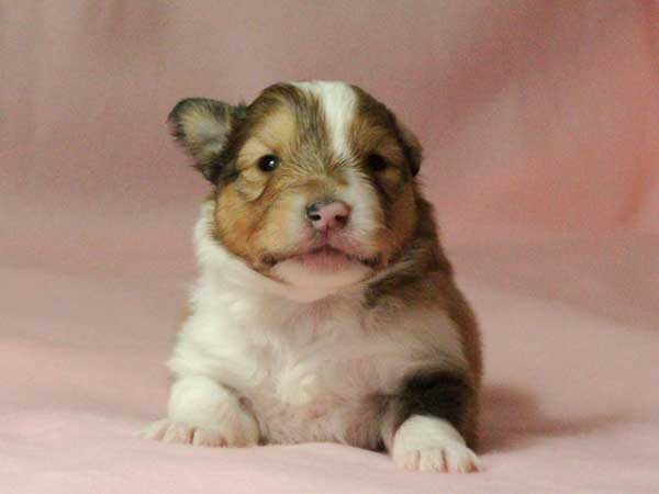 シェットランドシープドッグ（シェルティー、シェルティ）子犬販売情報、男の子（オス）、セーブル＆ホワイト、2016年1月2日産まれ、神奈川県ブリーダー、ID9562