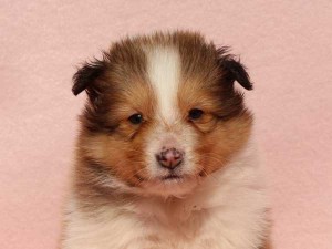 シェットランドシープドッグ（シェルティー、シェルティ）子犬販売情報、男の子（オス）、セーブル＆ホワイト、2016年1月2日産まれ、神奈川県ブリーダー、ID9563