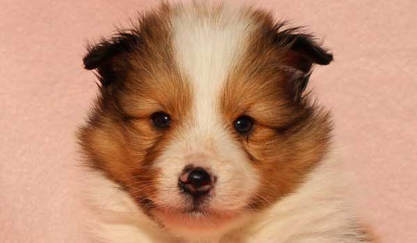 シェットランドシープドッグ（シェルティー、シェルティ）子犬販売情報、男の子（オス）、セーブル＆ホワイト、2016年1月2日産まれ、神奈川県ブリーダー、ID9564