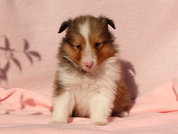 シェットランドシープドッグ（シェルティー、シェルティ）子犬販売情報、男の子（オス）、セーブル＆ホワイト、2016年1月2日産まれ、神奈川県ブリーダー、ID9565