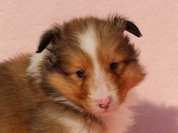 シェットランドシープドッグ（シェルティー、シェルティ）子犬販売情報、男の子（オス）、セーブル＆ホワイト、2016年1月2日産まれ、神奈川県ブリーダー、ID9565