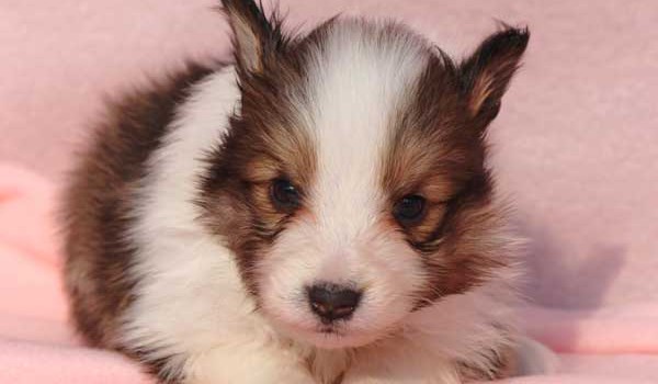 シェットランドシープドッグ（シェルティー、シェルティ）子犬販売情報、男の子（オス）、セーブル＆ホワイト、2016年1月5日産まれ、神奈川県ブリーダー、ID9566