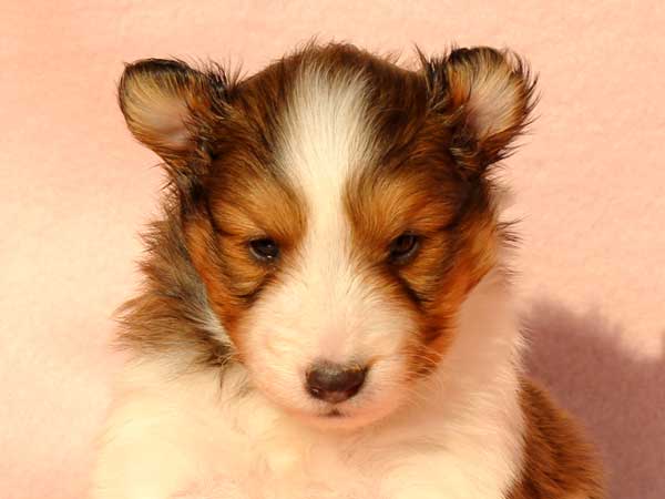 シェットランドシープドッグ（シェルティー、シェルティ）子犬販売情報、男の子（オス）、セーブル＆ホワイト、2016年1月12日産まれ、神奈川県ブリーダー、ID9616