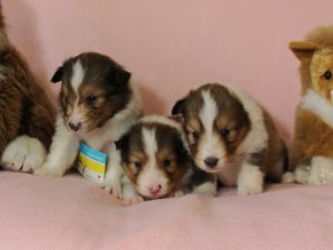 シェットランドシープドッグ（シェルティー、シェルティ）子犬販売情報、セーブル（セーブル＆ホワイト）、女の子（牝、メス、Female）、2016年3月24日生れ、ID9791,ID9792,ID9793