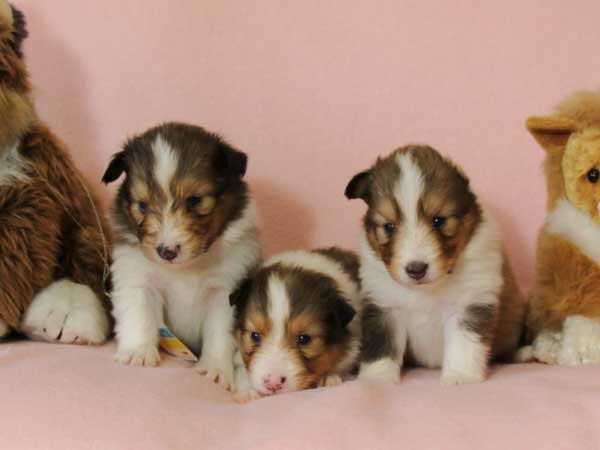 シェットランドシープドッグ（シェルティー、シェルティ）子犬販売情報、セーブル（セーブル＆ホワイト）、女の子（牝、メス、Female）、2016年3月24日生れ、ID9791,ID9792,ID9793