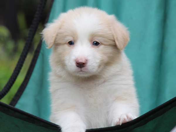 ボーダーコリー子犬販売、レッド＆ホワイト、男の子(オス)、2016年4月26日生れ、神奈川県ブリーダー、ID9951