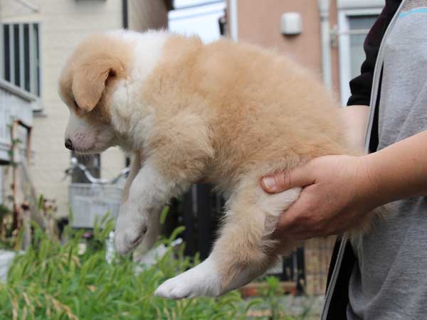 ボーダーコリー子犬販売、レッド＆ホワイト、男の子(オス)、2016年4月26日生れ、神奈川県ブリーダー、ID9952
