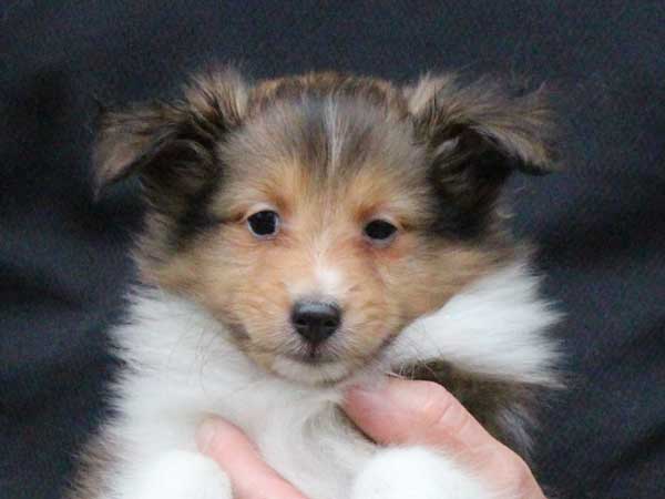 シェットランドシープドッグ（シェルティー、シェルティ）子犬販売情報、セーブル＆ホワイト、女の子（メス、牝、Female）、2016年5月1日生れ、東京都ブリーダー、ID9989