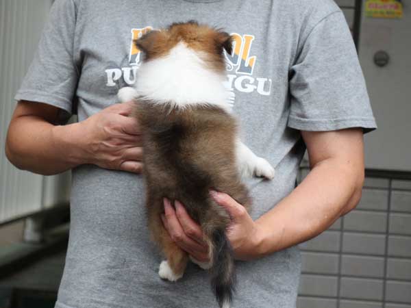 シェットランドシープドッグ（シェルティー、シェルティ）子犬販売情報、セーブル＆ホワイト、女の子（メス、牝、Female）、2016年5月1日生れ、東京都ブリーダー、ID9989