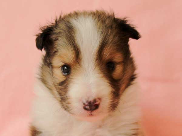 シェットランドシープドッグ（シェルティー、シェルティ）子犬里親募集、セーブル＆ホワイト(SBL：Sable)、男の子（牡、オス、Male）、2016年4月10日生れ、神奈川県ブリーダー、ID9885