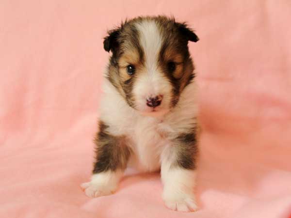 シェットランドシープドッグ（シェルティー、シェルティ）子犬里親募集、セーブル＆ホワイト(SBL：Sable)、男の子（牡、オス、Male）、2016年4月10日生れ、神奈川県ブリーダー、ID9885