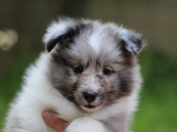 シェットランドシープドッグ（シェルティー、シェルティ）子犬販売情報、バイブルー（ブルーマール＆ホワイト）、男の子（牡、オス、Male）、2016年4月5日生れ、東京都ブリーダー、ID9917