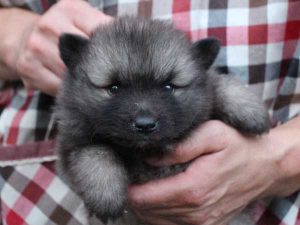 キースホンド子犬販売情報、ウルフグレー、男の子（牡、オス、Male）、2016年7月13日生れ、東京都ブリーダー、ID10080