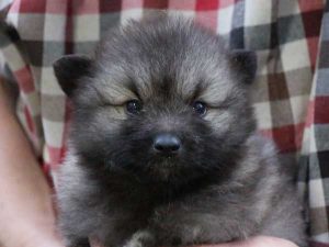 キースホンド子犬販売情報、ウルフグレー、女の子（牝、メス、Female）、2016年7月13日生れ、東京都ブリーダー、ID10083