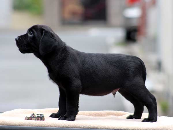 ラブラドールレトリーバー子犬販売、ブラック、男の子（牡、オス、Male）、2016年7月22日生れ、神奈川県ブリーダー、ID10279