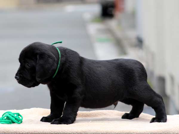 ラブラドールレトリーバー子犬販売、ブラック、男の子（牡、オス、Male）、2016年7月22日生れ、神奈川県ブリーダー、ID10280