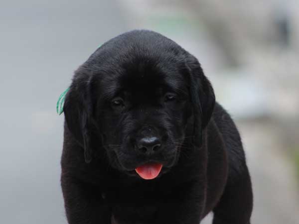 ラブラドールレトリーバー子犬販売、ブラック、男の子（牡、オス、Male）、2016年7月22日生れ、神奈川県ブリーダー、ID10280