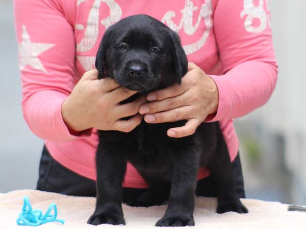 ラブラドールレトリーバー子犬販売、ブラック、男の子（牡、オス、Male）、2016年7月22日生れ、神奈川県ブリーダー、ID10281