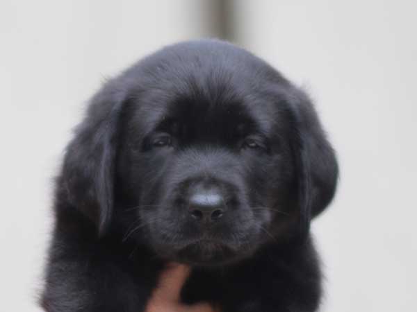 ラブラドールレトリーバー子犬販売、ブラック、男の子（牡、オス、Male）、2016年7月22日生れ、神奈川県ブリーダー、ID10281