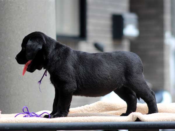 ラブラドールレトリーバー子犬販売情報、女の子（牝、メス、Female）、ブラック（黒ラブ）、2016年7月22日生れ、神奈川県ブリーダー、ID10287