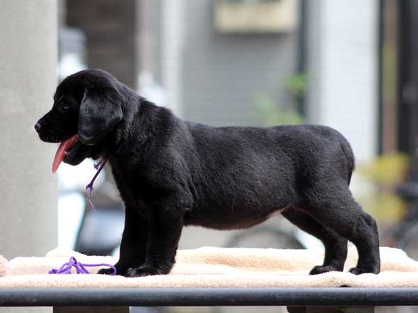 ラブラドールレトリーバー子犬販売情報、女の子（牝、メス、Female）、ブラック（黒ラブ）、2016年7月22日生れ、神奈川県ブリーダー、ID10287