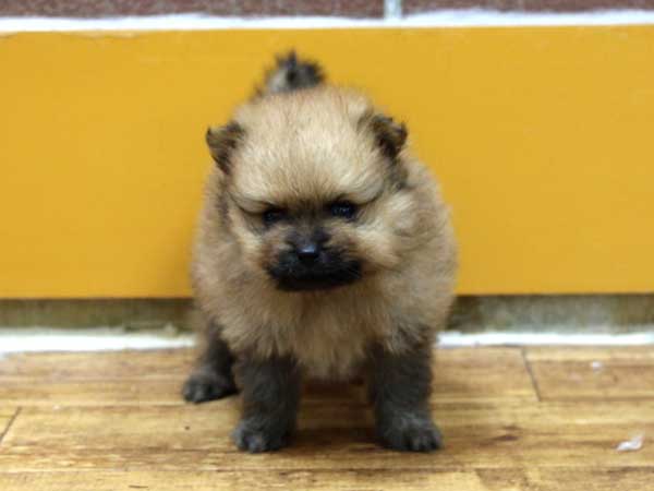 ポメラニアン子犬販売情報、男の子（牡、雄、オス、Male）、オレンジ、2016年9月1日生れ、神奈川県ブリーダー、ID10329