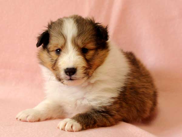 シェットランドシープドッグ（シェルティー、シェルティ）子犬販売、セーブル＆ホワイト、男の子（牡、雄、オス、Male）、2016年10月15日生れ、神奈川県ブリーダー、ID10448