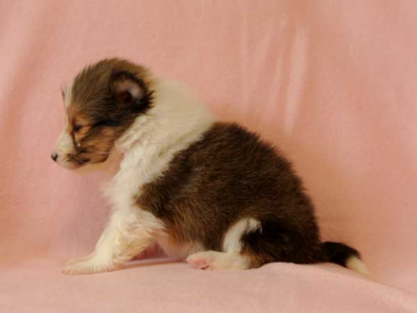 シェットランドシープドッグ（シェルティー、シェルティ）子犬販売、セーブル＆ホワイト、男の子（牡、雄、オス、Male）、2016年10月15日生れ、神奈川県ブリーダー、ID10449