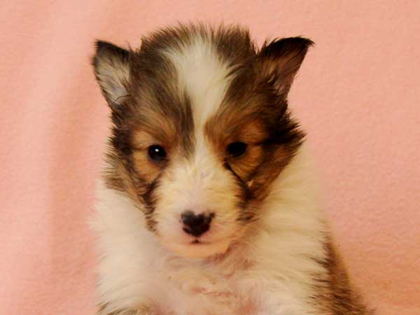 シェットランドシープドッグ（シェルティー、シェルティ）子犬販売、セーブル＆ホワイト、女の子（牝、雌、メス、Female）、2016年10月15日生れ、神奈川県ブリーダー、ID10450