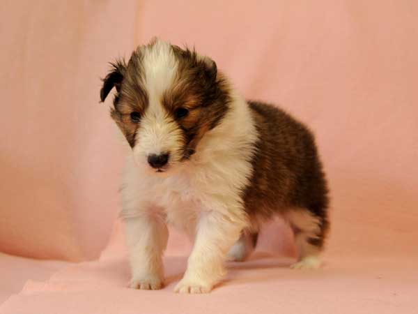 シェットランドシープドッグ（シェルティー、シェルティ）子犬販売、セーブル＆ホワイト、女の子（牝、雌、メス、Female）、2016年10月15日生れ、神奈川県ブリーダー、ID10450