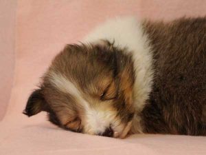シェットランドシープドッグ（シェルティー、シェルティ）子犬販売、セーブル＆ホワイト、女の子（牝、雌、メス、Female）、2016年10月15日生れ、神奈川県ブリーダー、ID10451