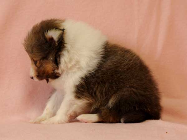 シェットランドシープドッグ（シェルティー、シェルティ）子犬販売、セーブル＆ホワイト、女の子（牝、雌、メス、Female）、2016年10月15日生れ、神奈川県ブリーダー、ID10451