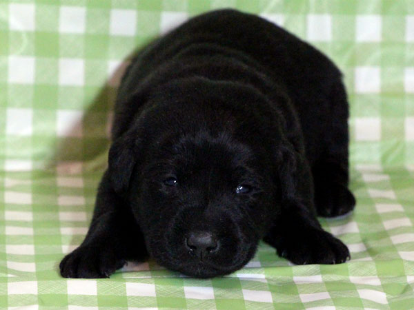 ラブラドールレトリーバー子犬販売、ブラック（黒ラブ）、男の子（牡、雄、オス、Male）、2016年11月23日産まれ、千葉県ブリーダー、ID10502