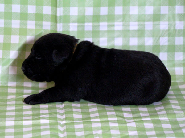 ラブラドールレトリーバー子犬販売、ブラック（黒ラブ）、男の子（牡、雄、オス、Male）、2016年11月23日産まれ、千葉県ブリーダー、ID10502