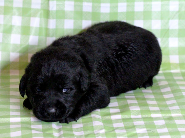 ラブラドールレトリーバー子犬販売、ブラック（黒ラブ）、男の子（牡、雄、オス、Male）、2016年11月23日産まれ、千葉県ブリーダー、ID10503