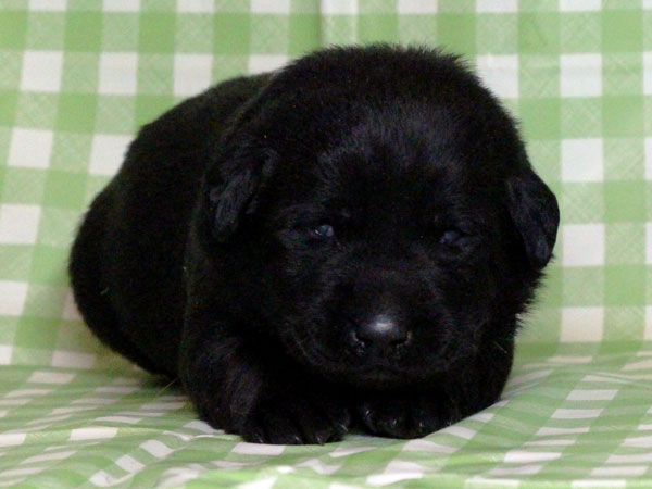 ラブラドールレトリーバー子犬販売、ブラック（黒ラブ）、男の子（牡、雄、オス、Male）、2016年11月23日産まれ、千葉県ブリーダー、ID10505