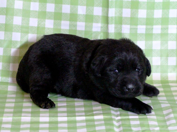 ラブラドールレトリーバー子犬販売、ブラック（黒ラブ）、女の子（牝、雌、メス、Female）、2016年11月23日産まれ、千葉県ブリーダー、ID10506