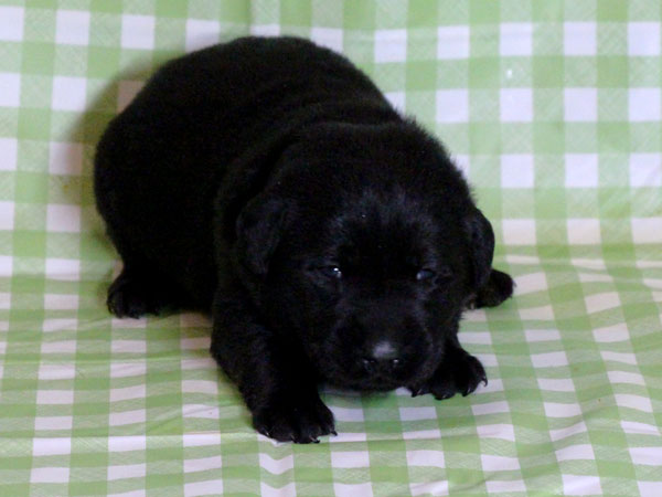 ラブラドールレトリーバー子犬販売、ブラック（黒ラブ）、女の子（牝、雌、メス、Female）、2016年11月23日産まれ、千葉県ブリーダー、ID10506