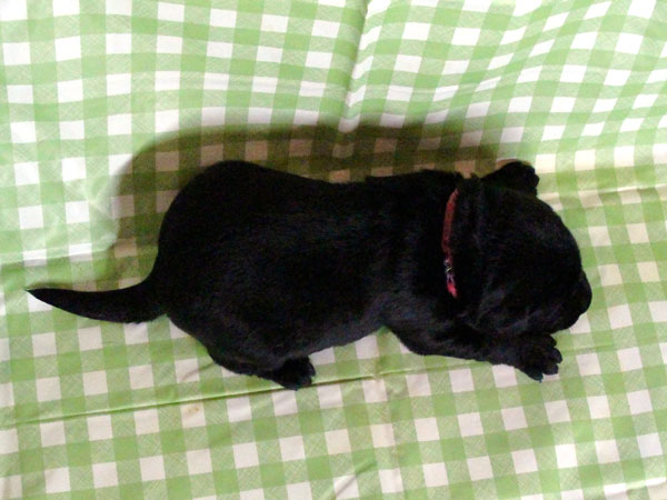 ラブラドールレトリーバー子犬販売、ブラック（黒ラブ）、女の子（牝、雌、メス、Female）、2016年11月23日産まれ、千葉県ブリーダー、ID10507